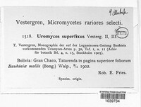 Uromyces superfixus image